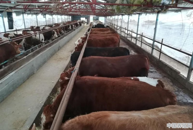 中国农村养牛的市场马上进入6月份，西门塔尔肉牛的行情会如何呢 - 中国养殖网