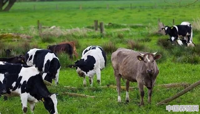 中国农村养牛的市场马上进入6月份，西门塔尔肉牛的行情会如何呢 - 中国养殖网