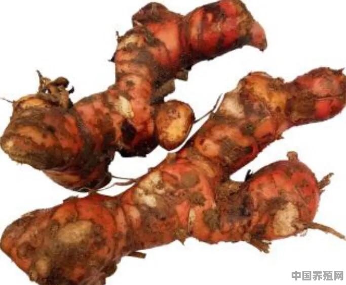 潮汕卤鹅非常有名，有什么特点么 - 中国养殖网