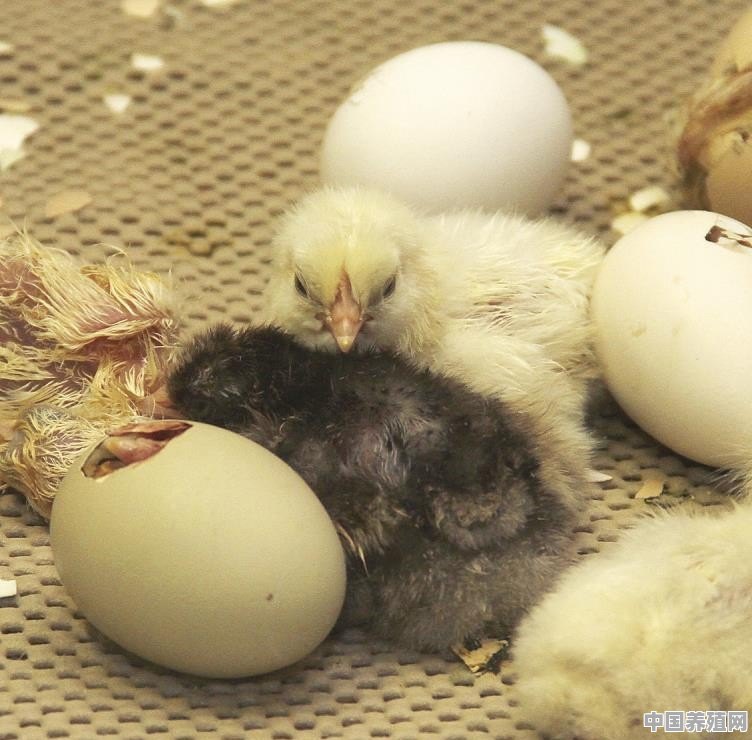 怎样人工孵出小鸡 - 中国养殖网