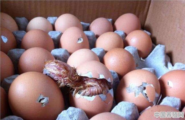 怎样人工孵出小鸡 - 中国养殖网