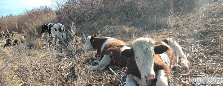黑龙江省肉牛养殖业的前景如何，如果养殖30头育肥，头年利润有多少 - 中国养殖网