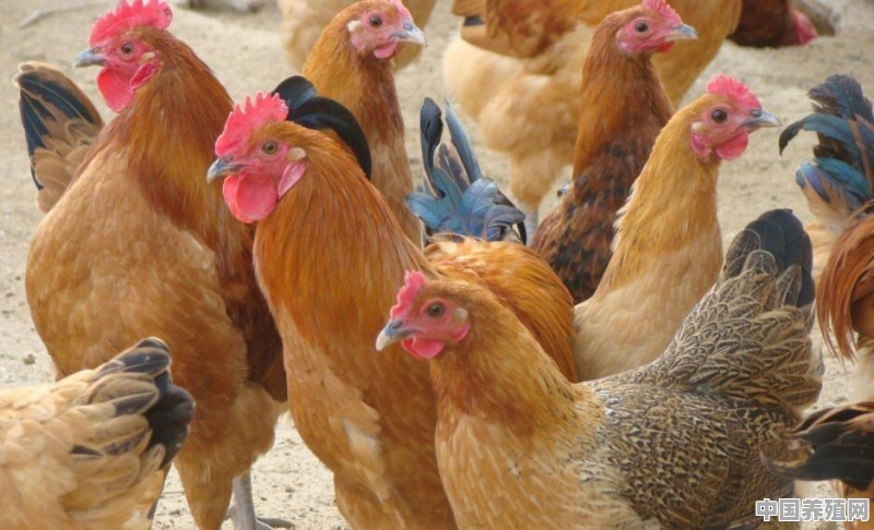 现在回农村养鸡的发展前景怎么样？该注意些什么 - 中国养殖网