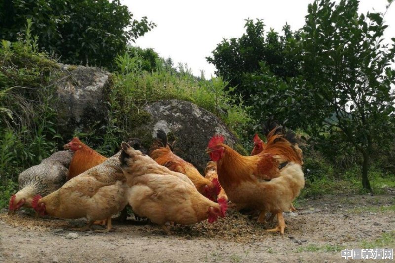现在回农村养鸡的发展前景怎么样？该注意些什么 - 中国养殖网