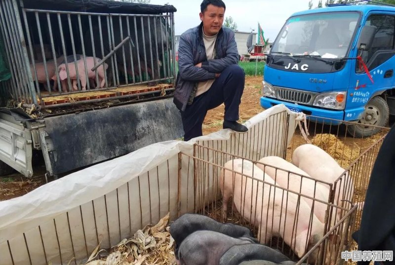 养猪，温氏和六和哪个合作好 - 中国养殖网