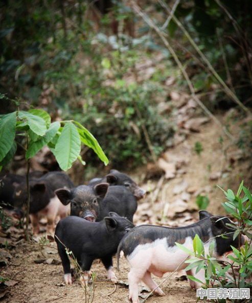 海南三亚的五脚猪为什么那么好吃 - 中国养殖网