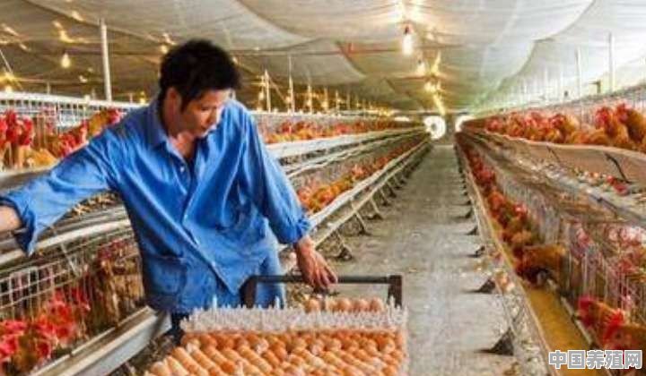 我是一个从事养殖鸡的养殖户，哪家企业合作养鸡最好？更有实力 - 中国养殖网