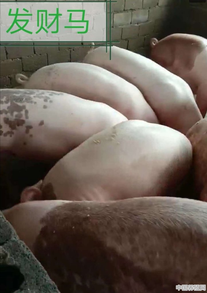 我家有10间猪圈，我想在开春后养200头商品猪，请问我该如何入手才能确保赚钱 - 中国养殖网