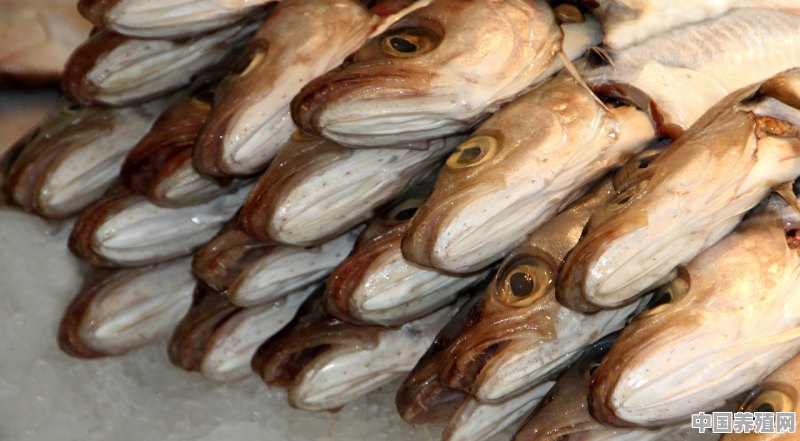 肉食鱼的品种有哪些 - 中国养殖网
