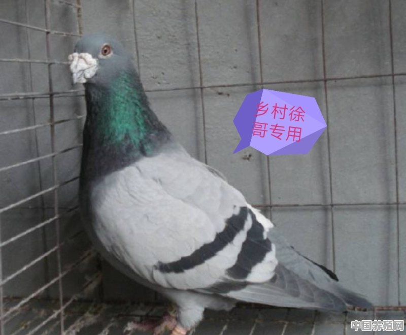 鸽子怎么养才不会飞走 - 中国养殖网
