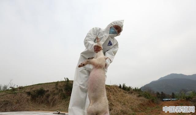 养殖户该如何防控非洲猪瘟 - 中国养殖网