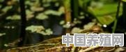 分享古诗中描写蛙鸣的优美诗句 - 中国养殖网