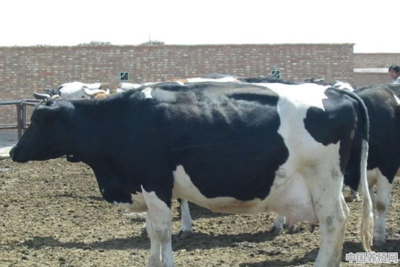 荷兰黑白花奶牛在我国经过多年繁育现在改良的状况如何 - 中国养殖网