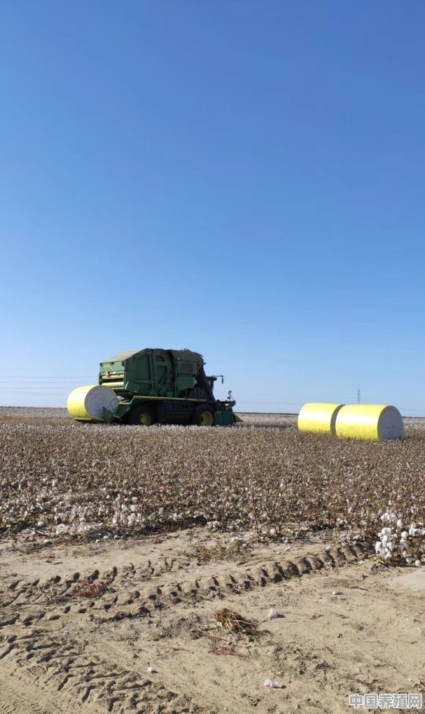 新疆种棉花一亩地能收入多少钱 - 中国养殖网