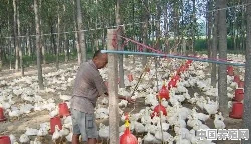 新疆种棉花一亩地能收入多少钱 - 中国养殖网
