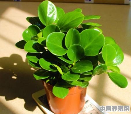 植物如何在没有阳光的室内过冬 - 中国养殖网