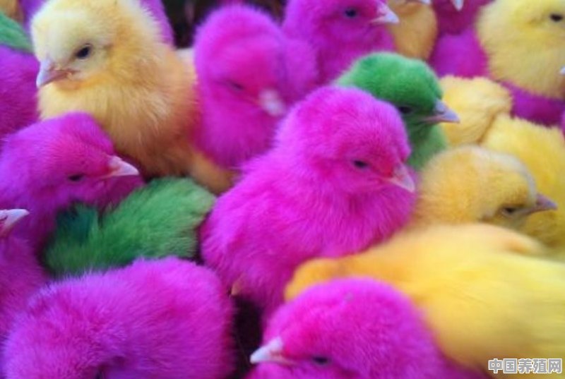农村集市上，“五颜六色”的小鸡，为啥买回去后，很难喂活 - 中国养殖网