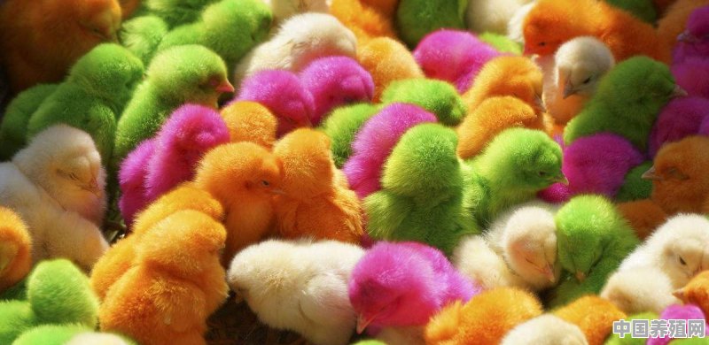 农村集市上，“五颜六色”的小鸡，为啥买回去后，很难喂活 - 中国养殖网