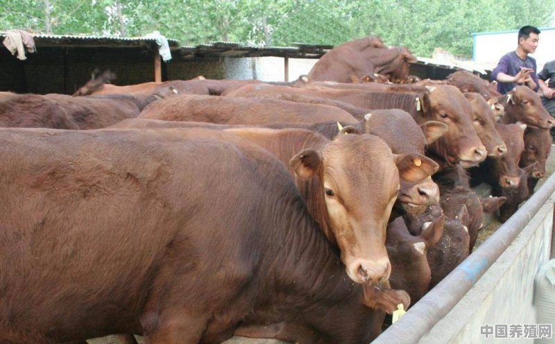 牛黄的价格很高，农村养牛人为什么不人工培育牛黄？需要什么技术 - 中国养殖网