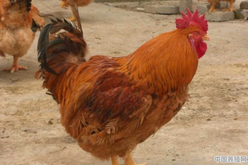 养一千只九斤黄鸡，成本大概要多少钱？能挣多少钱 - 中国养殖网