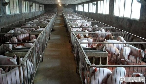 在自家院子里养了几十头猪可以办营业执照吗 - 中国养殖网