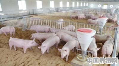 在自家院子里养了几十头猪可以办营业执照吗 - 中国养殖网