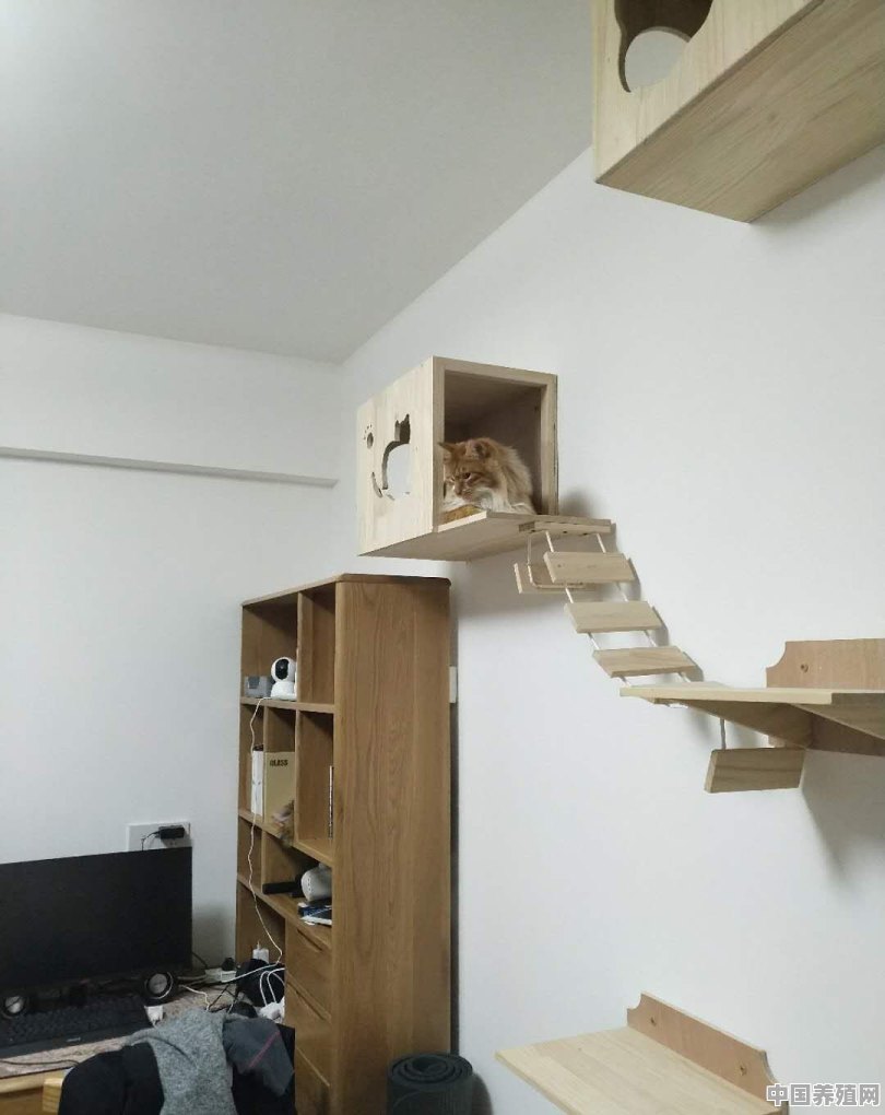 如何在客厅中设计一个“猫屋” - 中国养殖网