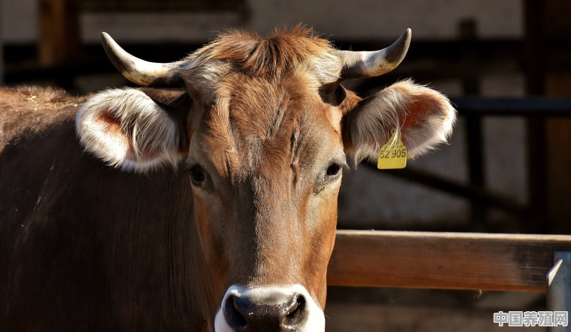 牛吃什么饲料肥的最快 - 中国养殖网