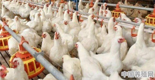 白羽鸡病毒会拉什么样的屎 - 中国养殖网