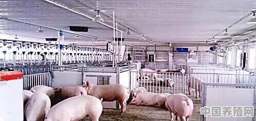 现代化猪场必要的设备有哪些 - 中国养殖网