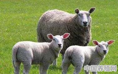 刚出生的小羊身上有很多苍蝇怎么办 - 中国养殖网