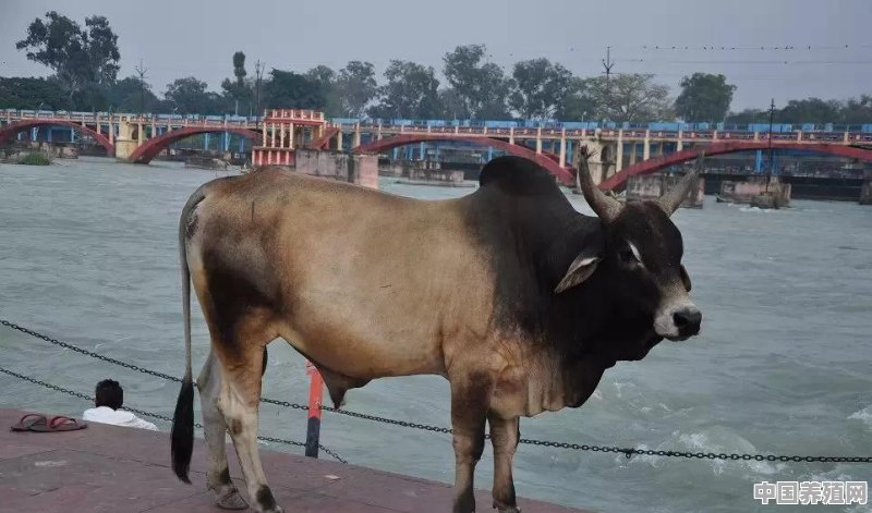 把牛当神一样供养的印度，为何要把他们的“神牛”卖给中国人吃 - 中国养殖网
