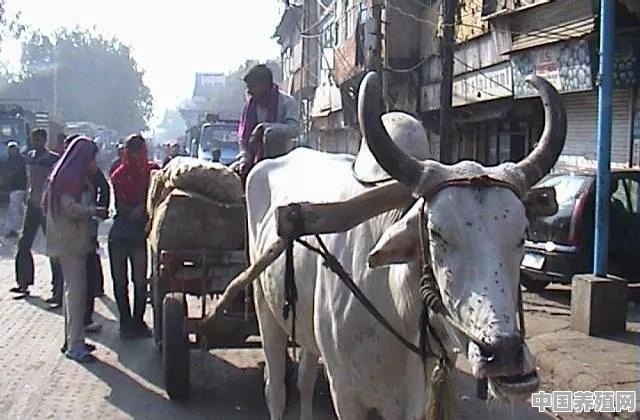 把牛当神一样供养的印度，为何要把他们的“神牛”卖给中国人吃 - 中国养殖网