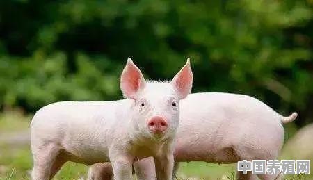 其实猪是不能吃太多油和肉食的，为何用泔水喂猪却没有问题呢 - 中国养殖网