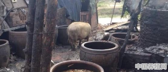 其实猪是不能吃太多油和肉食的，为何用泔水喂猪却没有问题呢 - 中国养殖网