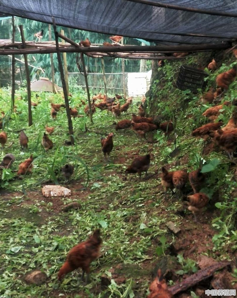 现在农村养鸡要达到什么样的规模 - 中国养殖网