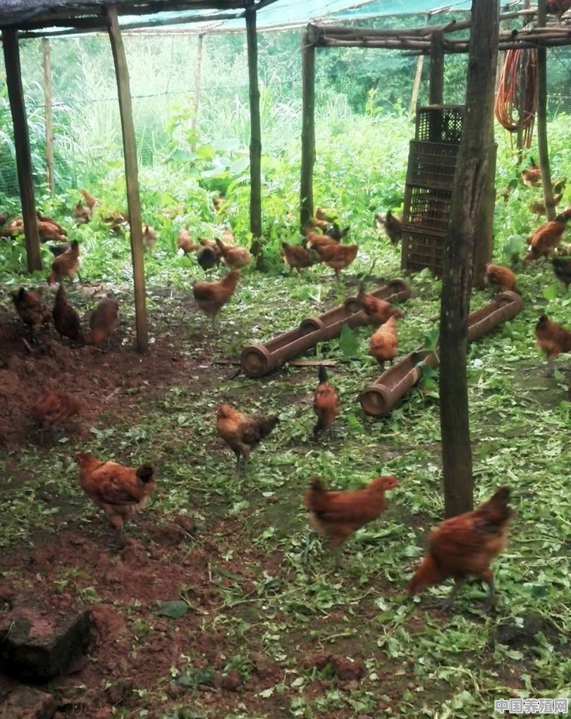 现在农村养鸡要达到什么样的规模 - 中国养殖网