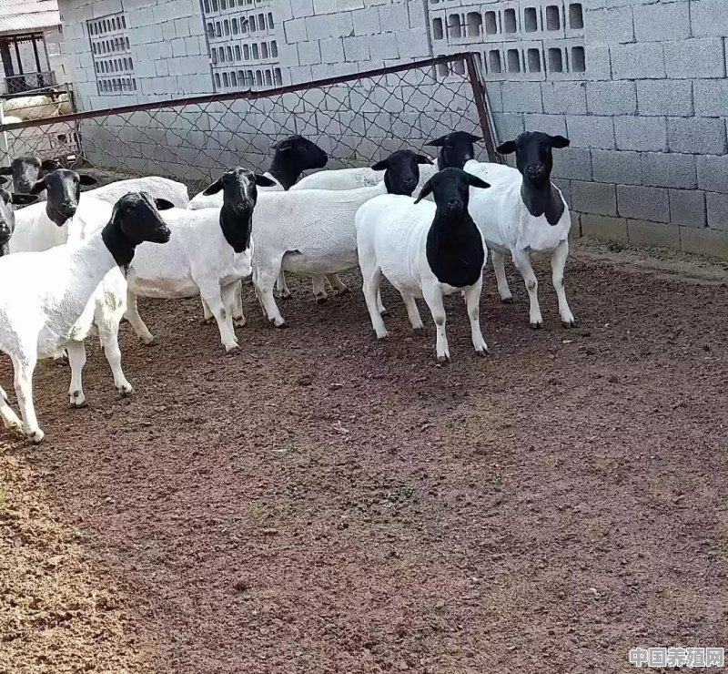 哪里有种羊出售 - 中国养殖网