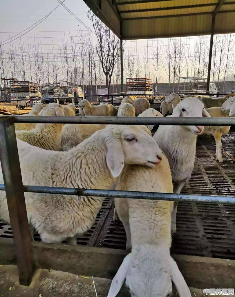哪里有种羊出售 - 中国养殖网