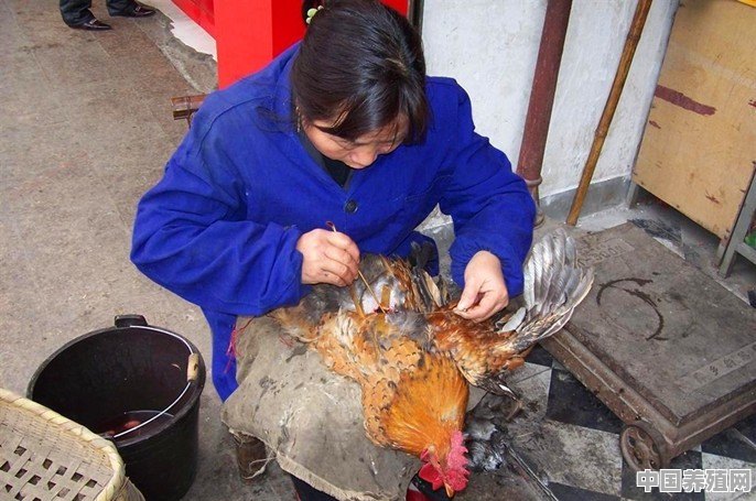 阉鸡用什么药 - 中国养殖网