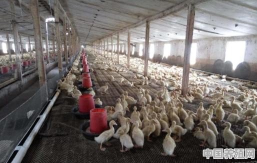 阉鸡用什么药 - 中国养殖网