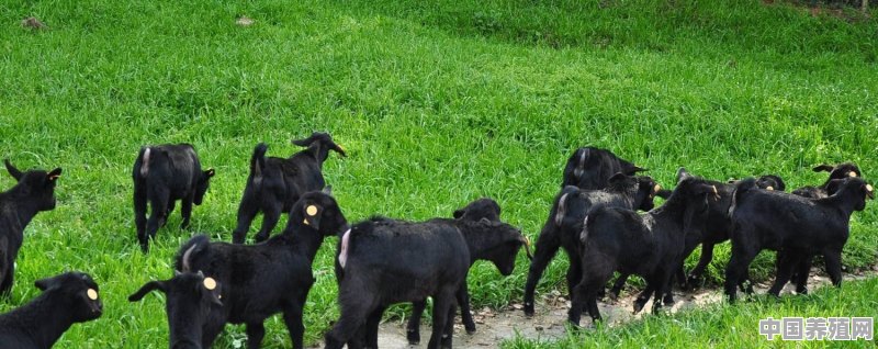 农村养殖黑山羊，应该怎样去选种 - 中国养殖网