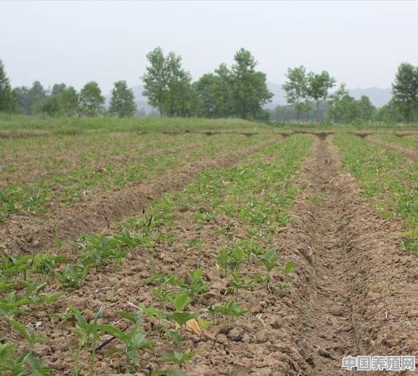 半夏的种植管理技术有哪些 - 中国养殖网