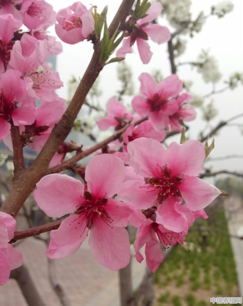 三月底在北京山区的花开了吗，景色如何 - 中国养殖网