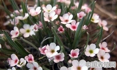 三月底在北京山区的花开了吗，景色如何 - 中国养殖网