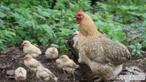 请问散养柴鸡卖柴鸡蛋和柴鸡有前景吗？养殖800只大概多少成本 - 中国养殖网