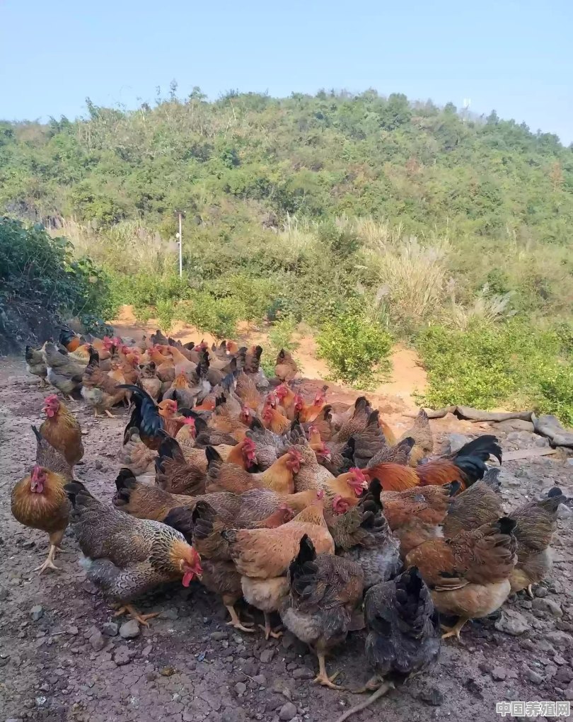 请问散养柴鸡卖柴鸡蛋和柴鸡有前景吗？养殖800只大概多少成本 - 中国养殖网