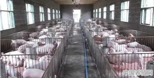 仔猪在哪买 - 中国养殖网