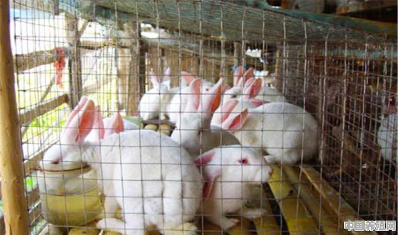 有养殖獭兔的吗？分享下养殖经验和利润呗 - 中国养殖网