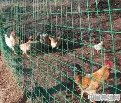家里有4亩空地想养点鸡鸭用什么圈地比较好 - 中国养殖网